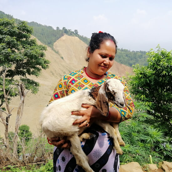 68 goats and 12 calves